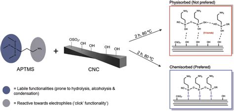 Silanization reaction of the cellulose nanocrystals (CNCs) by using an... | Download Scientific ...