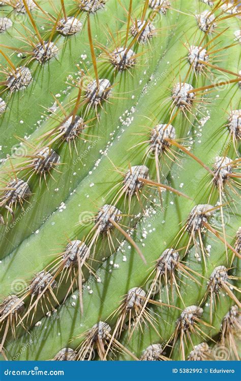 Detalhe Dos Espinhos Do Cacto Foto De Stock Imagem De Deserto