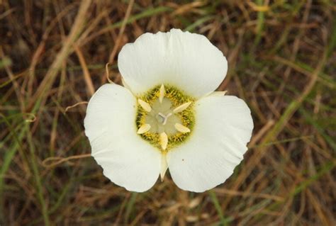 Wildflowers That Grow In South Dakota Identification Guide With