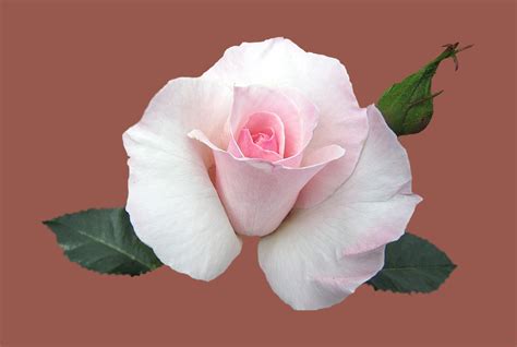 Free Images Flower Petal Pink Close Floribunda Rose Bloom