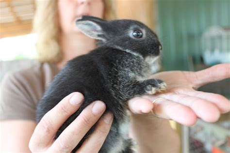 Homestead Life: How To Skin a Rabbit