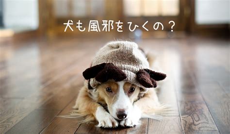 【犬と風邪】犬も風邪をひくの？症状やお世話など飼い主が知っておくべきことまとめ The Woof イヌメディア