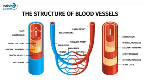 Blood Vessels Definition Types And Function