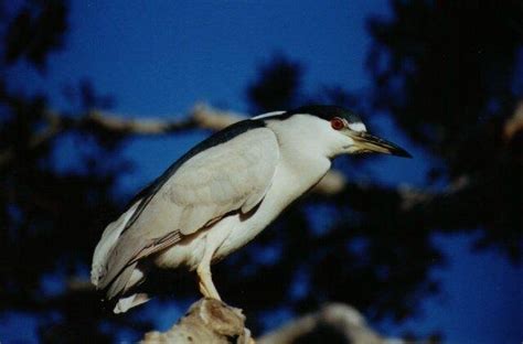 Black Crown Night Heron Wildlife Photo Net