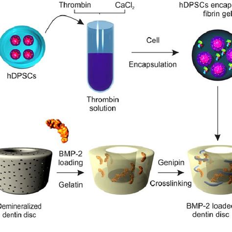 Schematic Representation Of The Three Dimensional Culture Model A