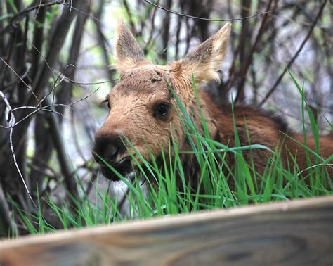 Moose Calf Mother Reunited After Calf Was Swept Away By Fast Moving Yampa River