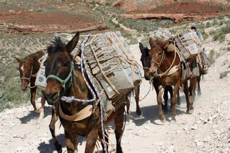 Mule Train Delivery U S Postal Facts