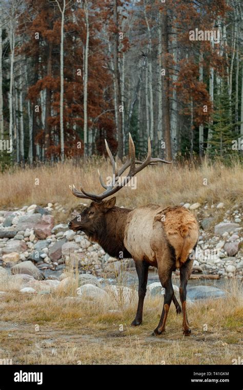 An Elk Or Wapiti Cervus Canadensis Stock Photo Alamy