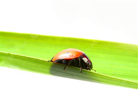 tiny ladybug background images hd pictures  wallpaper