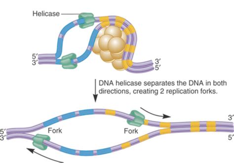 Microbio Chapter 13 DNA Replication Flashcards Quizlet