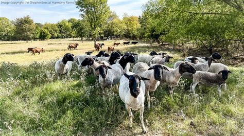 GRAZING SHEEP 101© (Rotational Grazing Video Course and E-book) The ...