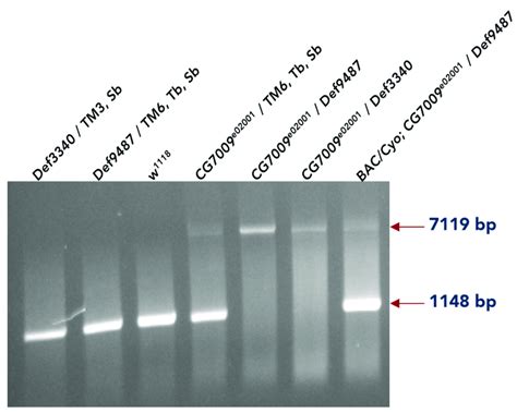 Validation By PCR Of Def9487 Def3340 And BAC CyO CG7009 E02001