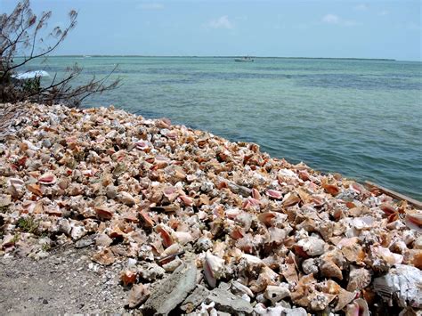 Cracked Conch: A Must-Taste Treat When Visiting The Bahamas