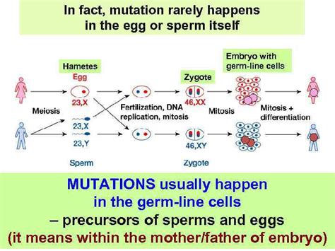 Mutations And Their Consequences Mutation Definition