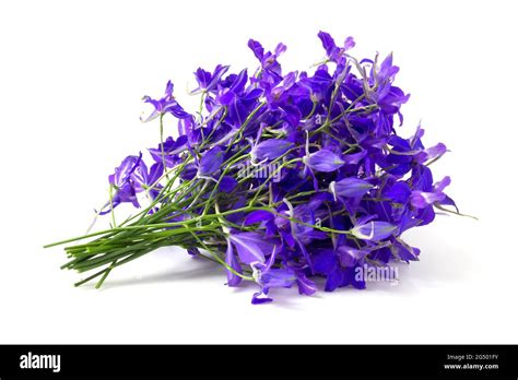 Bouquet of purple wildflowers sparkle Stock Photo - Alamy