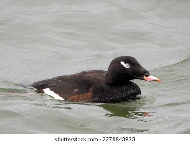 Very Curious Surf Scoter Duck Stock Photo 2271843933 | Shutterstock