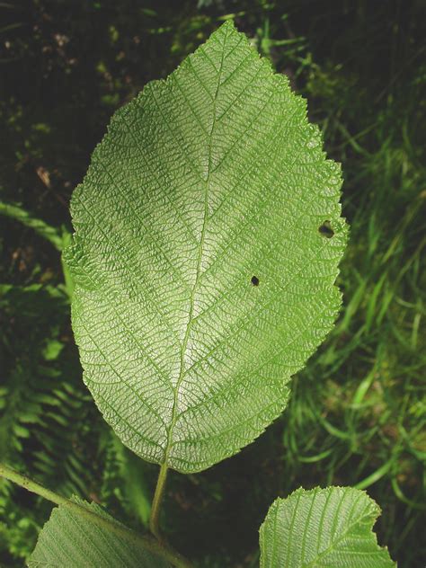 Alnus Incana Speckled Alder Go Botany