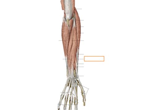 Fingers Goniometer And ROM Flashcards Quizlet