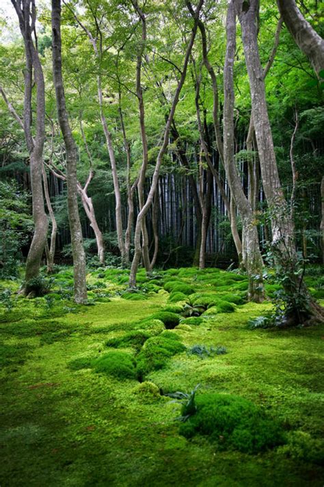 无人竖图室外白天正面旅游度假草地草坪美景植物日本亚洲阴影光线影子景观娱乐草树树木蓝色绿色蓝天