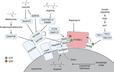 Mtorc Is Activated On The Surface Of The Lysosome Amino Acids From