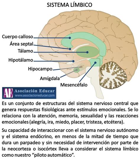 Infografía Neurociencias Sistema límbico Ver en sitio web descargar