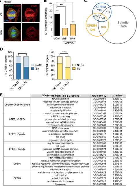 Spindle Localized Mrnas Targets Of Cpeb And Cpeb Have Sequential