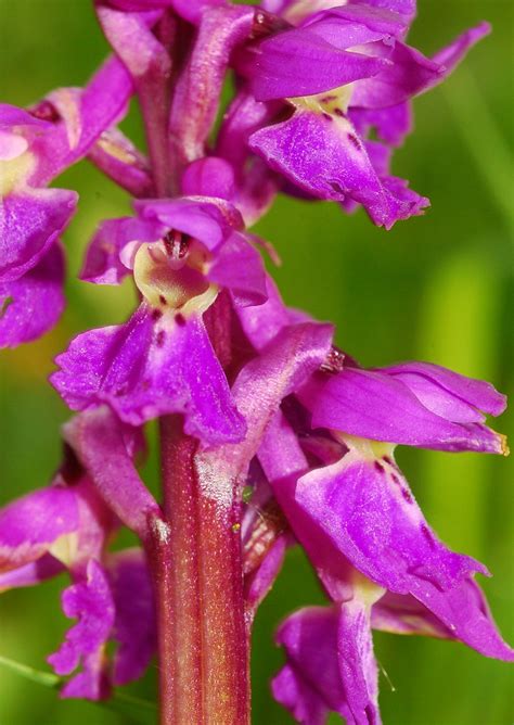 Orchis Mascula Subsp Speciosa Ngid Naturgucker De