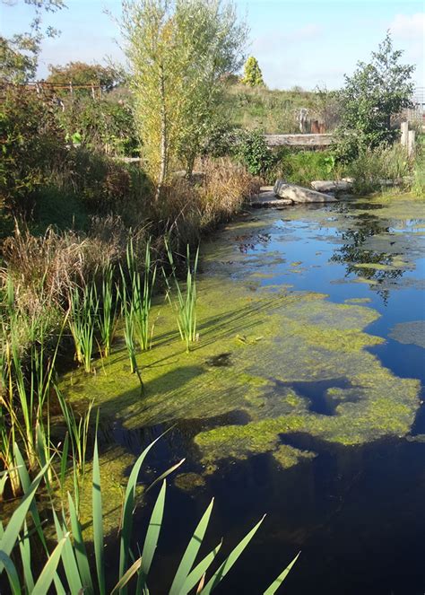 Gartenteich Anlegen Und Pflegen