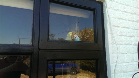 The neighborhood watch scheme in action! : r/budgies