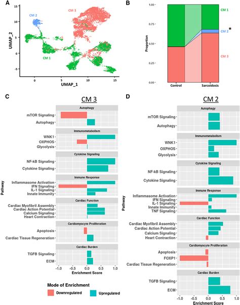 Integrative Single Cell Analysis Of Cardiac And Pulmonary Sarcoidosis