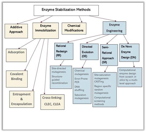 Biocatalysis And Strategies For Enzyme Improvement IntechOpen