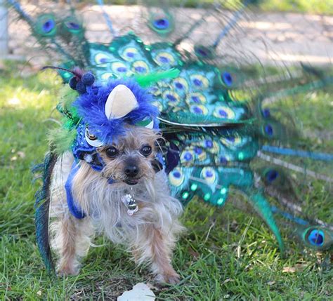 Valley-Wide to host Dogs Daze Canine Festival and Costume Contest ...