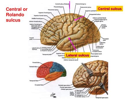 Ppt Cerebral Longitudinal Fissure Powerpoint Presentation Free