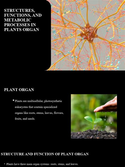 Plant's Metabolic Processes | PDF | Leaf | Plant Stem