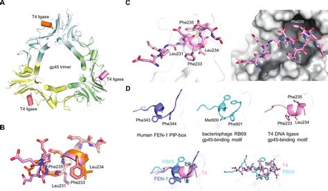 Structure Of The Gp45 Binding Loop Of T4 Dna Ligase A A Gp45 Trimer