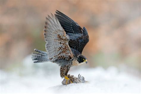 1400 Claws Of Peregrine Falcon Stock Photos Pictures And Royalty Free