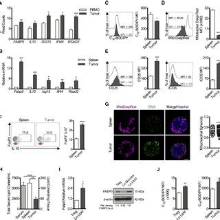 Tregs In The Tumor Microenvironment Exhibit A Suppressive Phenotype