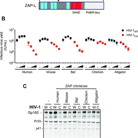 Zap Protein Antiviral Activity In Human Cells A Schematic