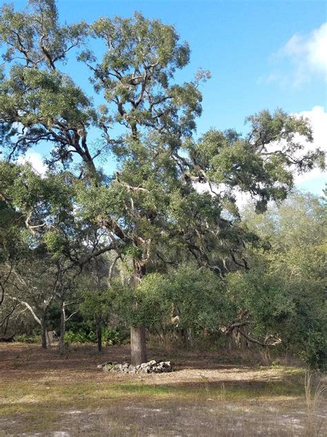 Is this a live oak, found in Brooksville florida! : marijuanaenthusiasts