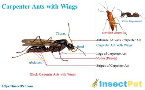 Carpenter Ants with Wings - InsectPet