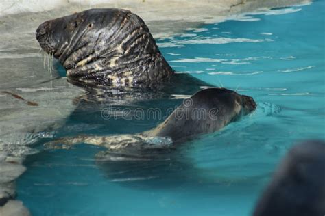 Sea Lions stock photo. Image of walk, water, powerful - 126579360