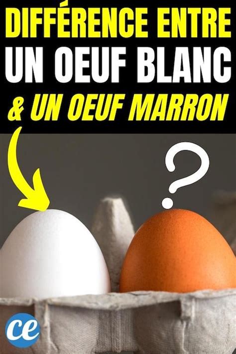 Quelle Est La Diff Rence Entre Un Oeuf Brun Et Un Oeuf Blanc Blanc