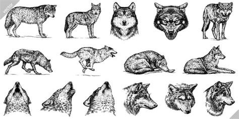 "Gray Wolf" Images – Browse 692,823 Stock Photos, Vectors, and Video ...