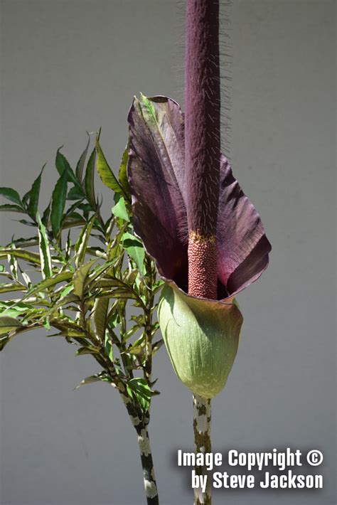 Amorphophallus Laoticus Unique Plants