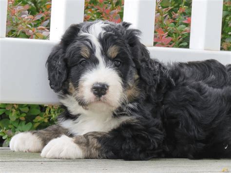 Full Grown Bernedoodle puppy : r/puppy