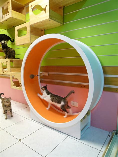 Catswall - A Modular Cat Climbing Wall Perfect for You Pet