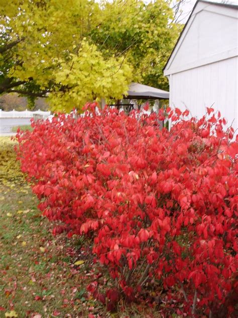 Love Burning Bushes In The Corner Back Yard Landscape Design