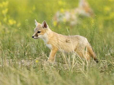 Swift Fox | Species | WWF