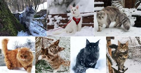 17 Photos of Maine Coons Who Love Snow (Cuteness Alert) - MaineCoon.org