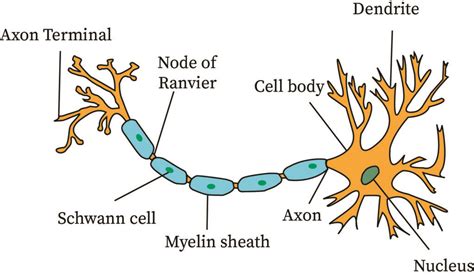 Primary Afferent Neurons